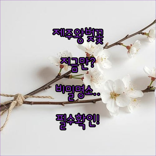 제주도 왕벚꽃 특징과 시기별 최적의 방문 장소 확인