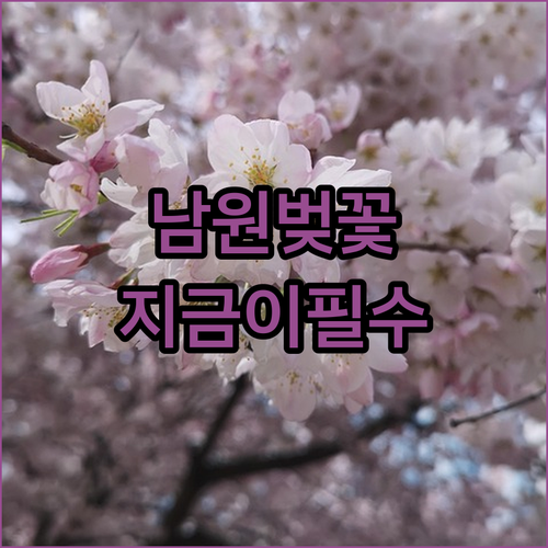 2026년 남원 요천변 벚꽃 개화 현황 및 축제 소식